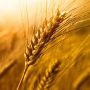 пророщенная пшеница.jpg